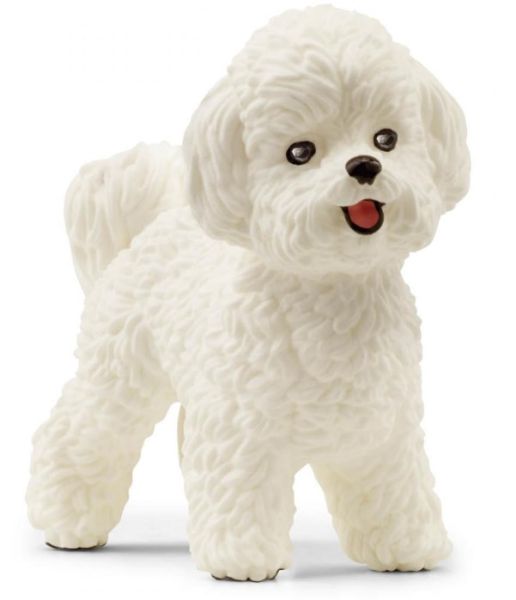 SHL13963 - Bichón Frisé - 1