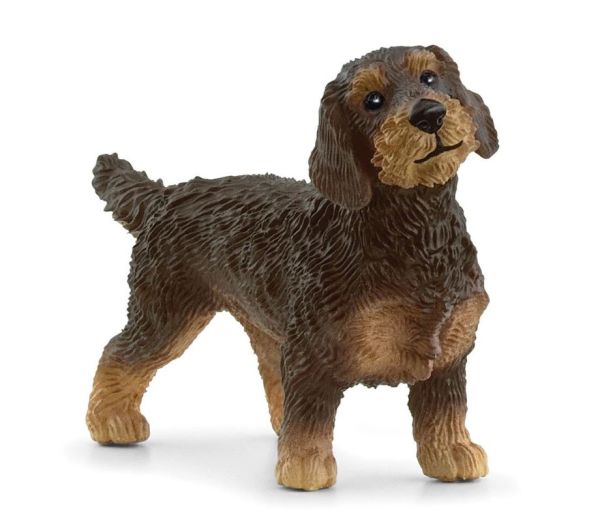 SHL13972 - Dachshund de pelo duro - 1