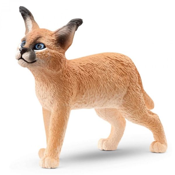 SHL14868 - Caracal joven - 1