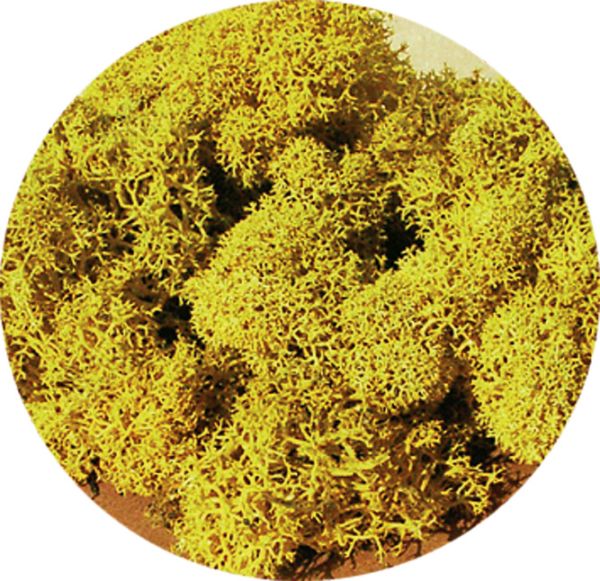 HEK3215 - Liquen amarillo 30g - 1