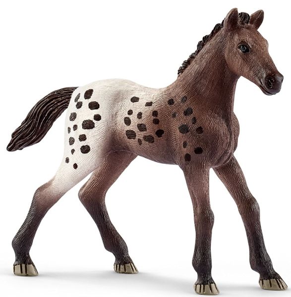 SHL13862 - Potro Appaloosa - 1