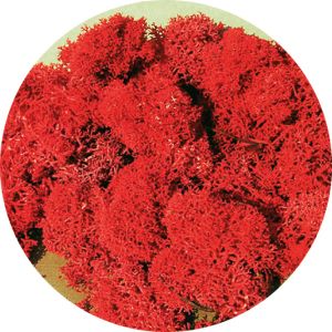 HEK3213 - Liquen rojo 30 g