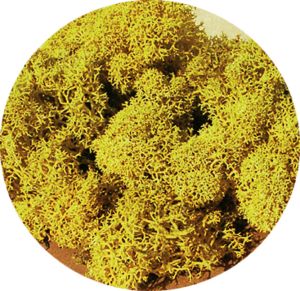 HEK3215 - Liquen amarillo 30g