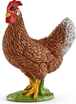 SHL13826 - Gallina